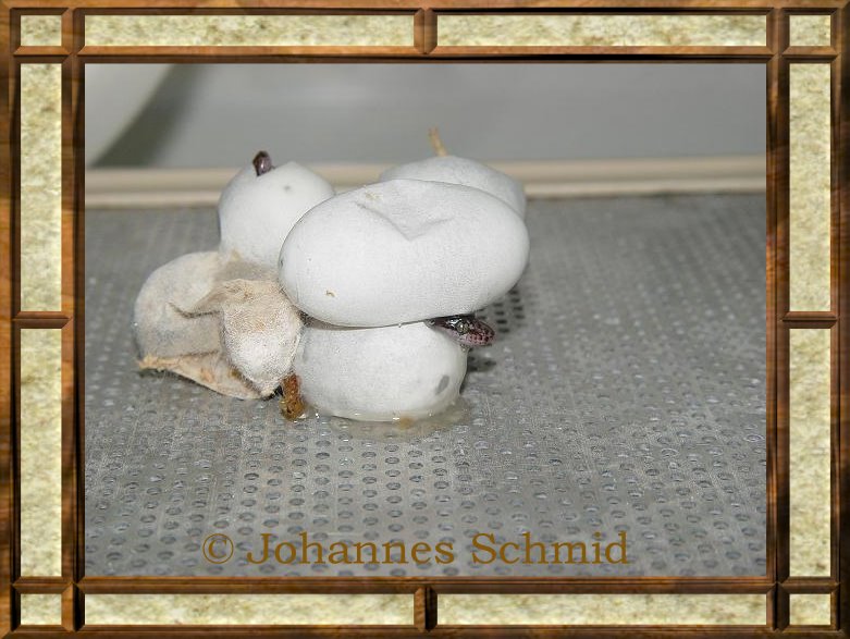 Antaresia perthensis Gelege 2 beim Schlupf